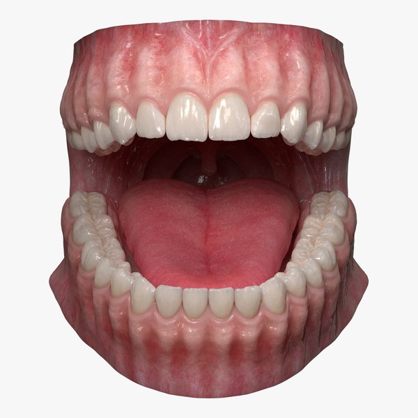 Dentition Teeth Tongue Gums 3d Model Turbosquid 1403072