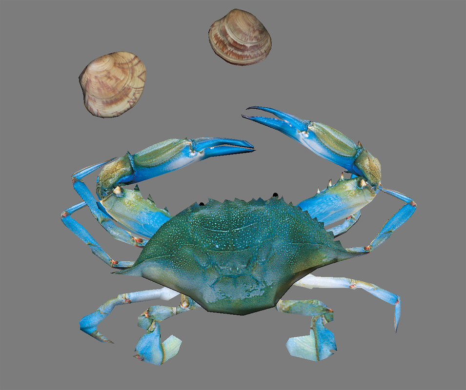 Blue Crab Clams 3d Turbosquid 1402155