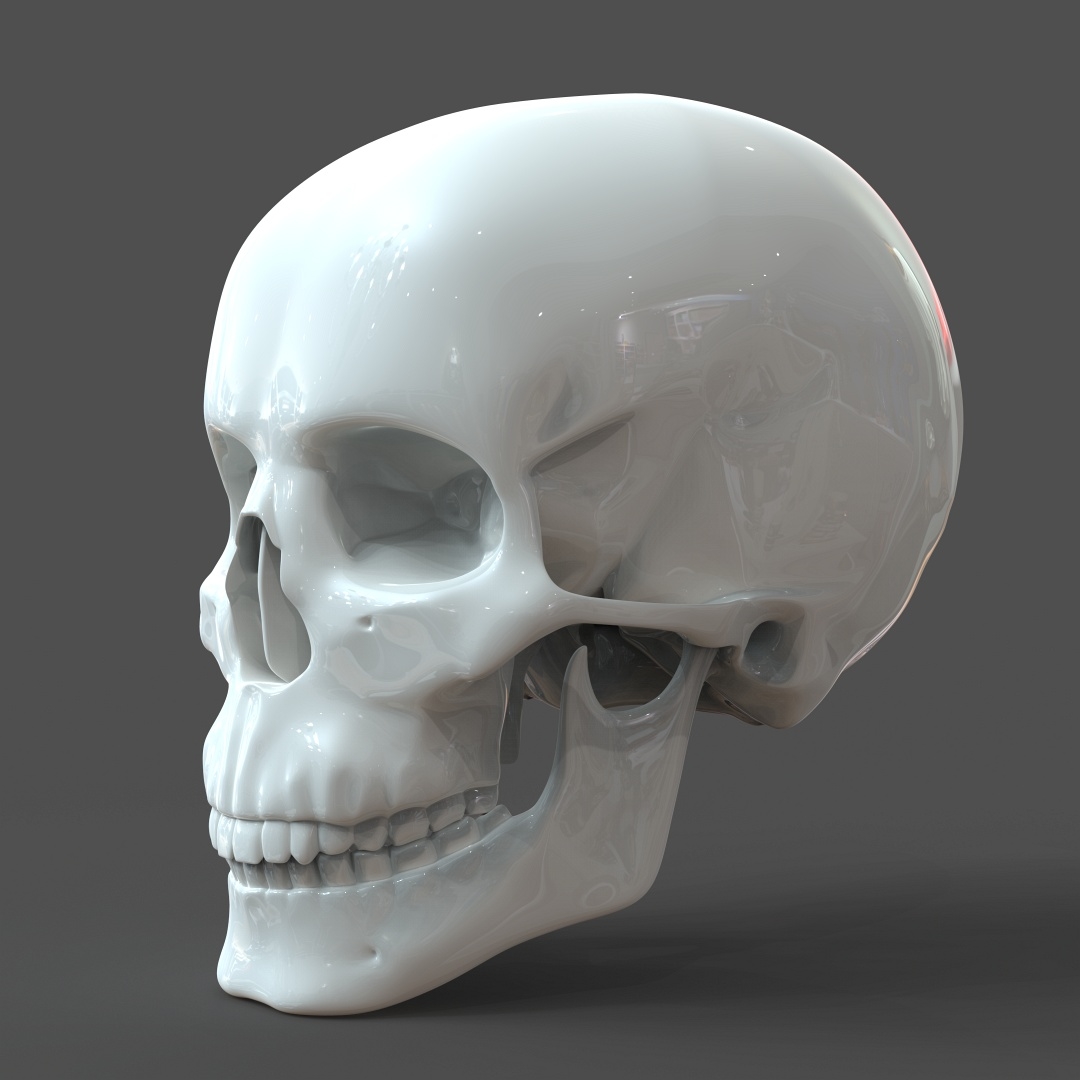 skull drawing model