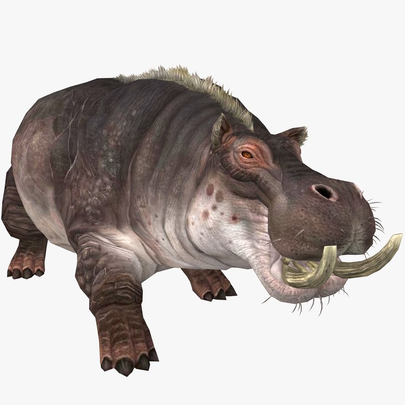 Hippopotamus animal hippo 3D model TurboSquid 1402509