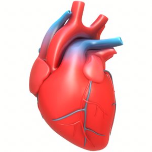 3D modeled human heart