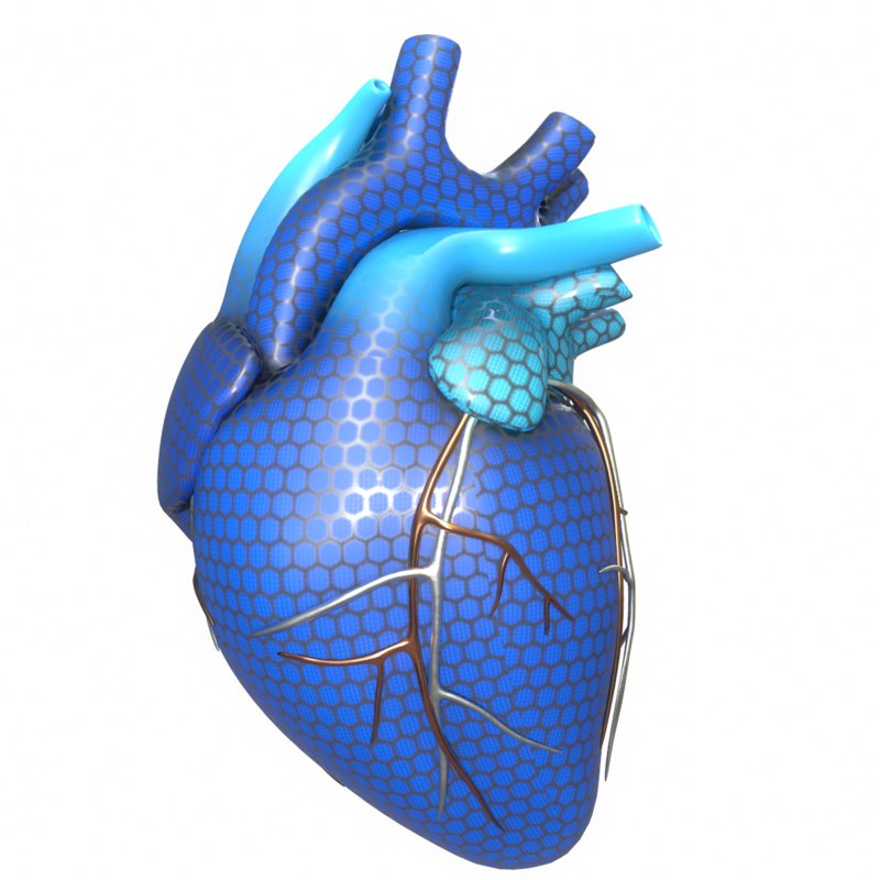 3d Modeled Human Heart Concept Turbosquid 1402481