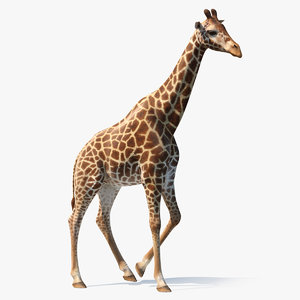 african giraffe walking pose 3D