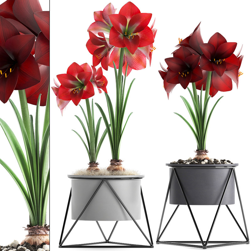 Hippeastrum flower pot  3D  model  TurboSquid 1402565