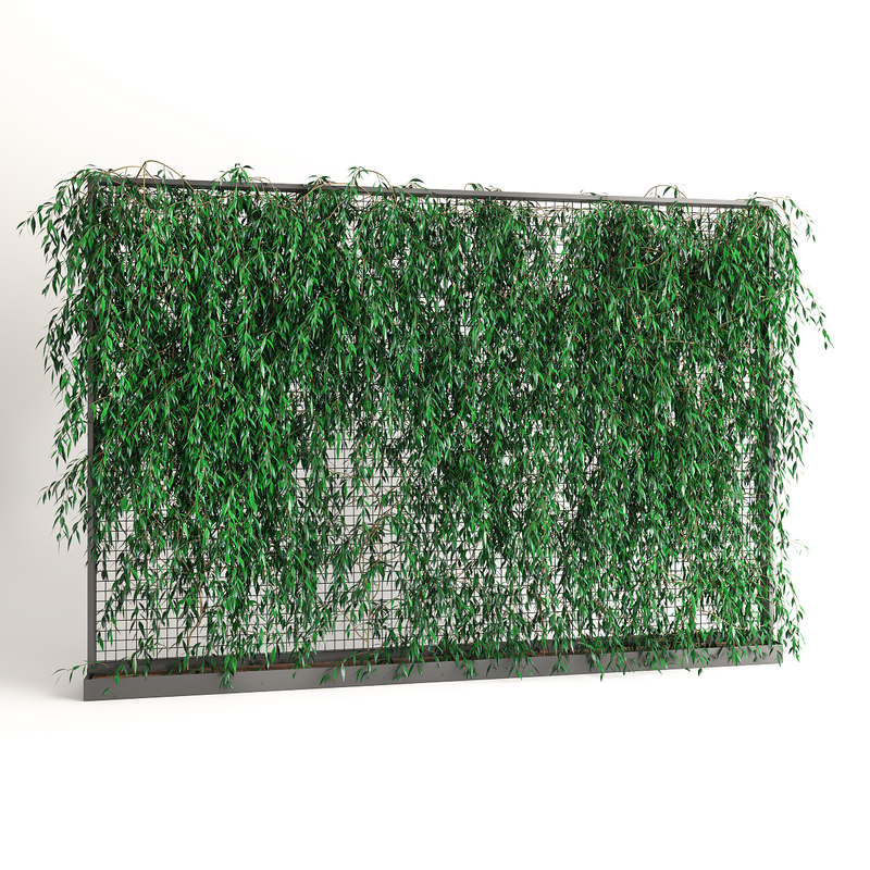 Jasmine ivy plant 3D TurboSquid 1402578