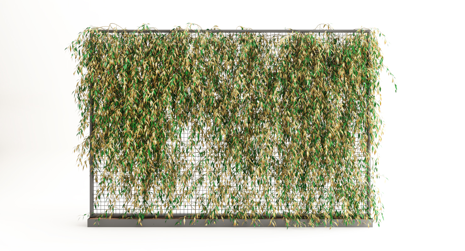 Jasmine ivy plant 3D TurboSquid 1402578