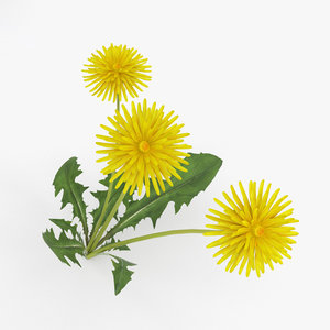3D dandelion plant nature model