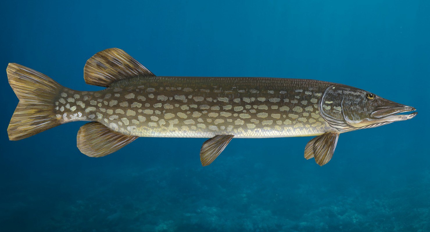 Northern pike 3D model - TurboSquid 1397329