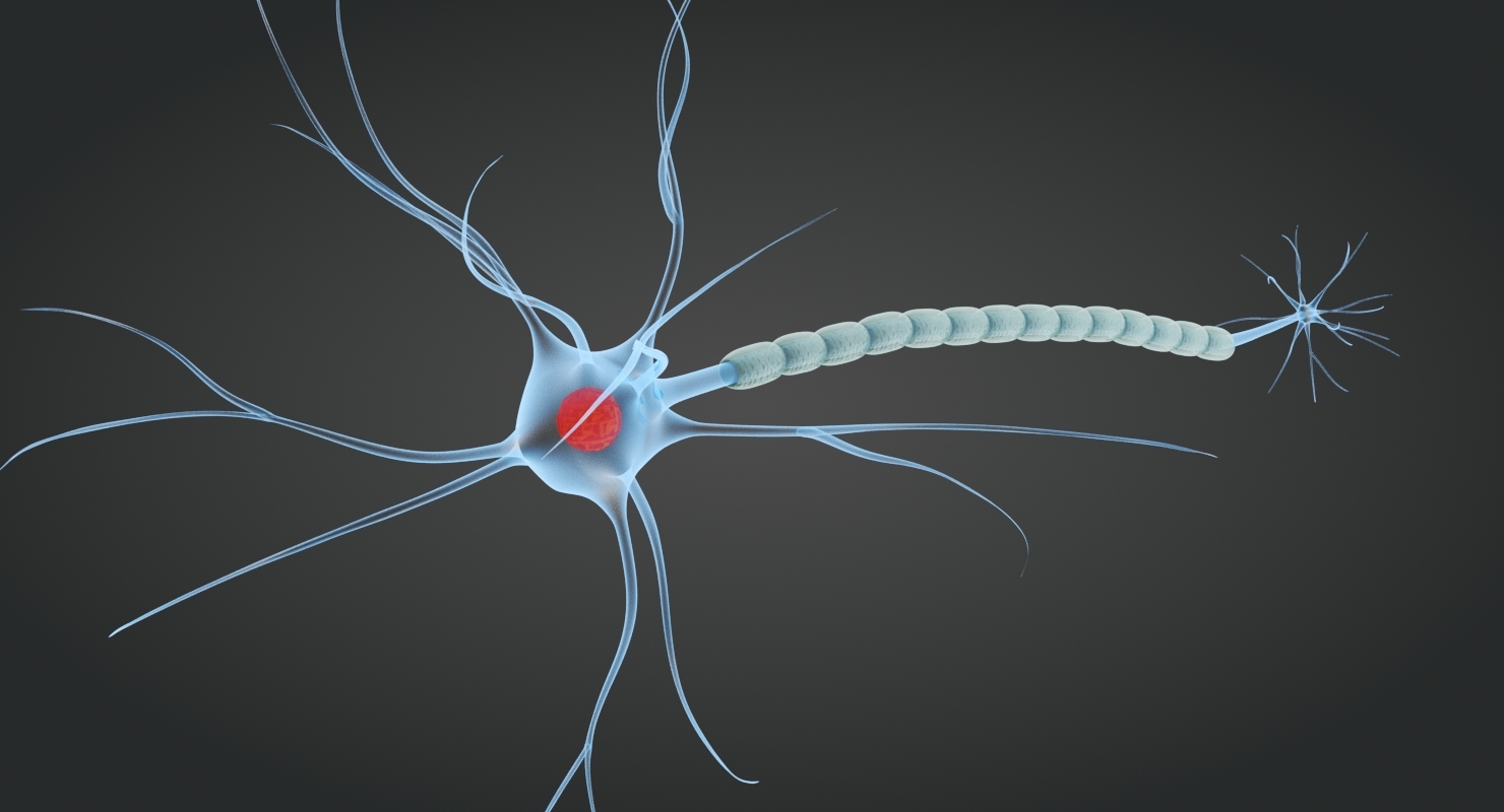 DRG神经元图片