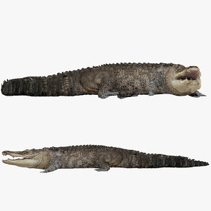3D realistic crocodile rigged model