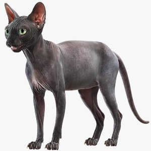 Animal Cat  3D  Models  for Download  TurboSquid