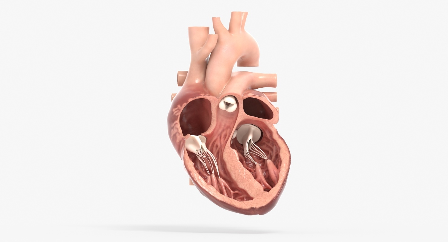 人类心脏动画(专业版)3d模型