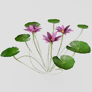 water lilies 3D