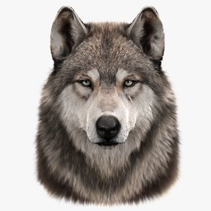 wolfs head fur 3D model