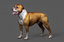 dog american pit bull model