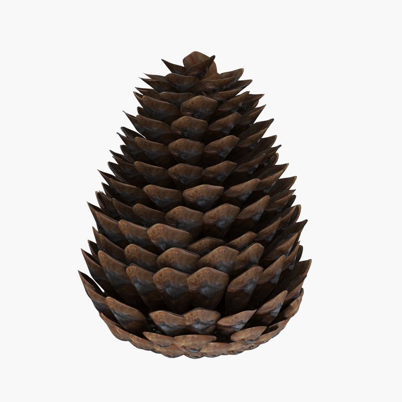 Pine cone 3D model TurboSquid 1404356