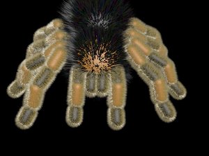 tarantula spider 3D model