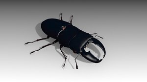 3D giant stag beetle