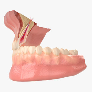 incisor section - model