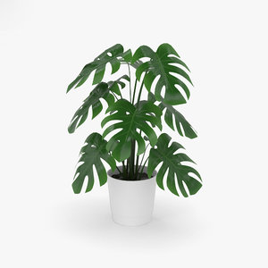 3D plant nature model