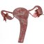 3D model female reproductive