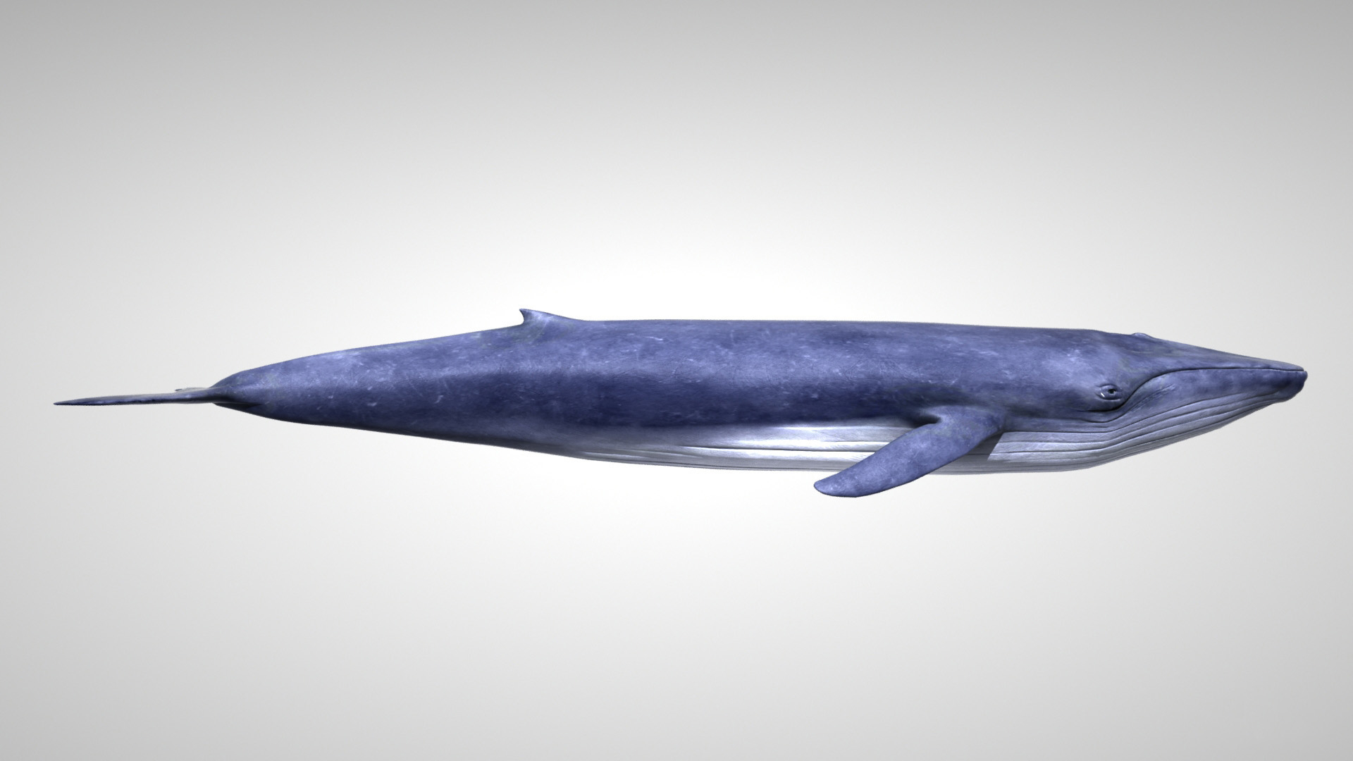 3d blue whale