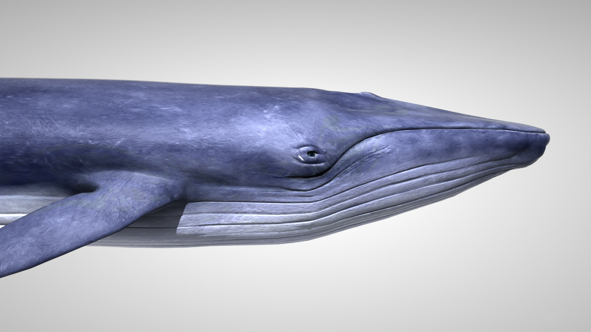 蓝鲸与辛烷支持3d模型