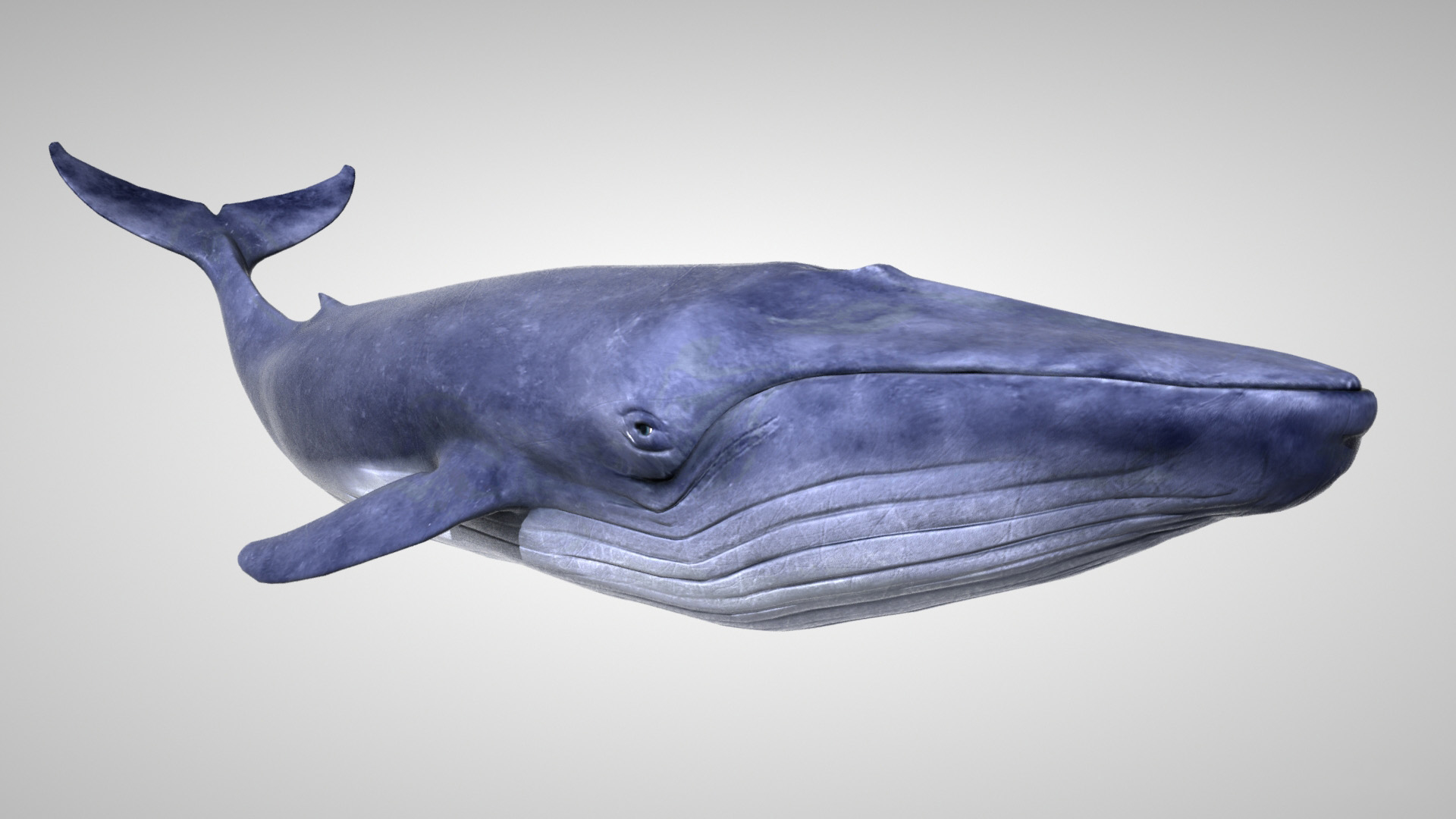 3d blue whale