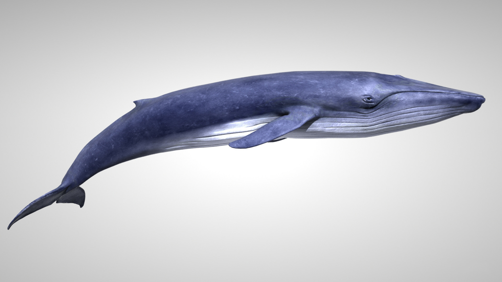 3d blue whale