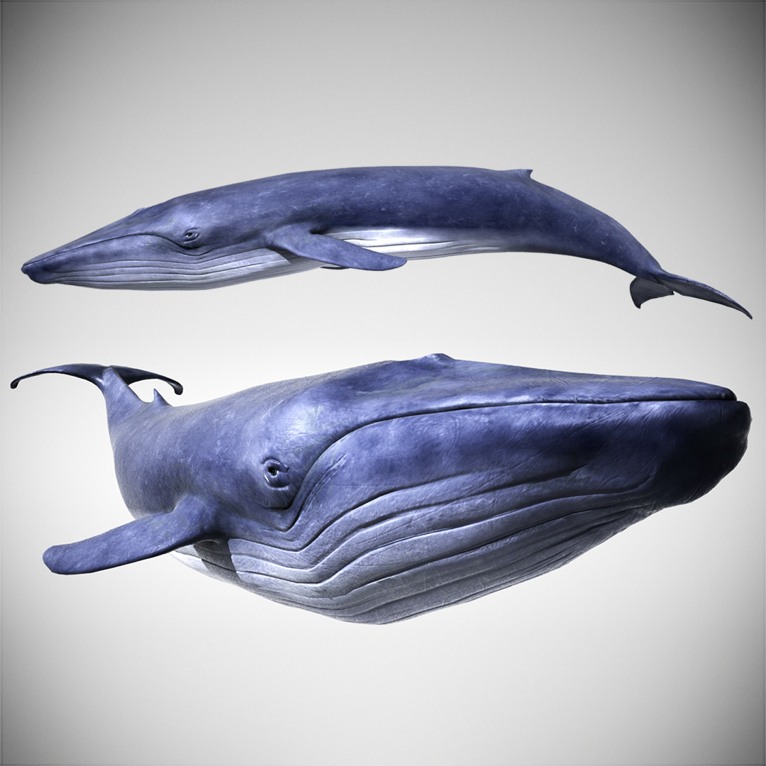 3d blue whale