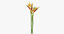 3d model of bird paradise bouquet -