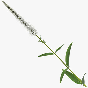 veronica longifolia white - 3D model