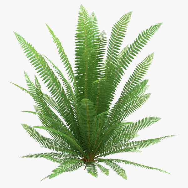 common ferns 04 3D