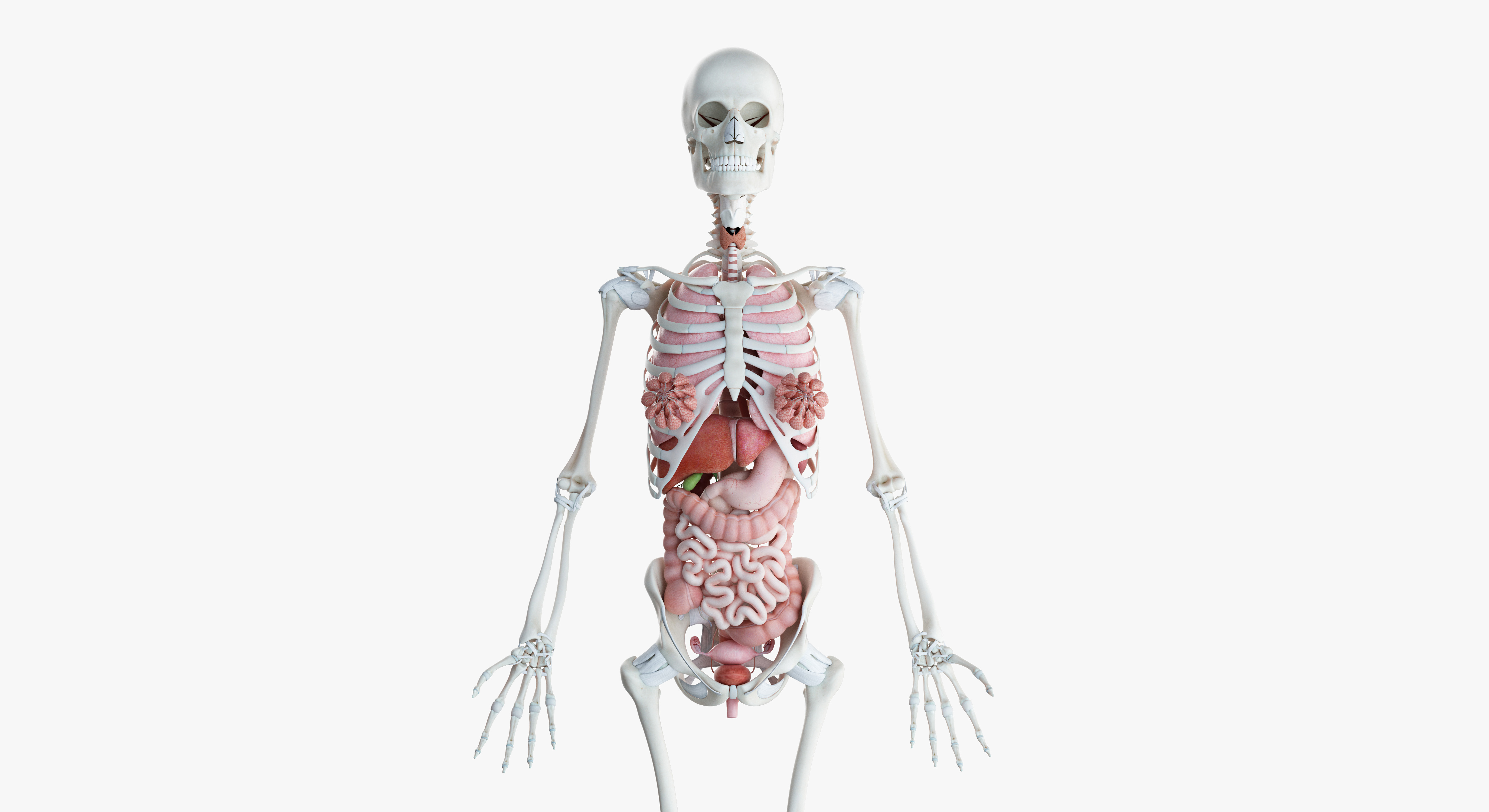 全女性解剖学索具3d模型
