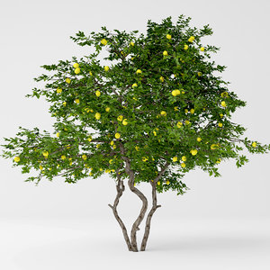 3D lemon tree model