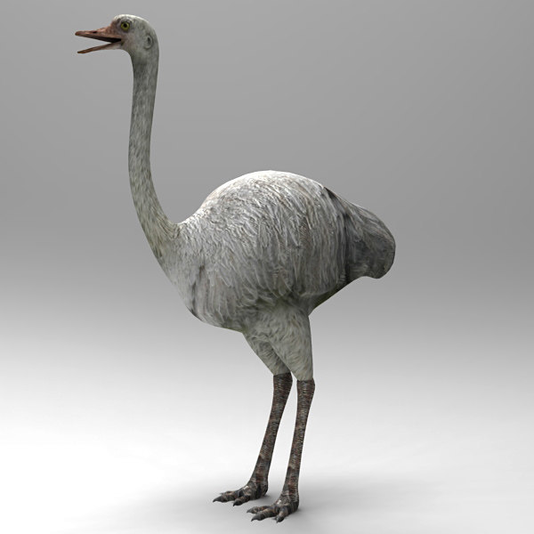 3D ostrich model - TurboSquid 1406117