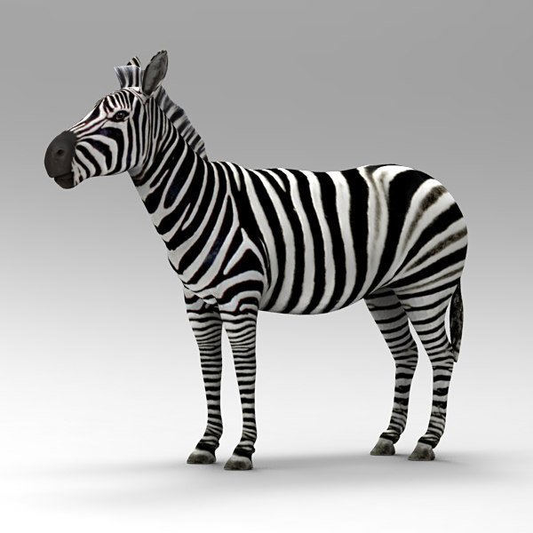 3D zebra animals beast - TurboSquid 1406088