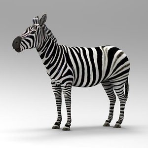 3D zebra animals beast