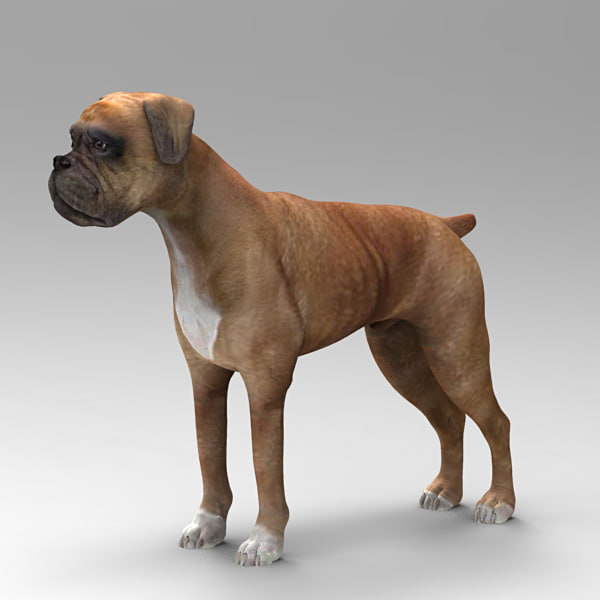 Boxer Dog Animal Model Turbosquid 1406139