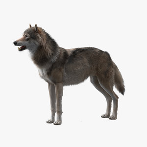 3D wolf model