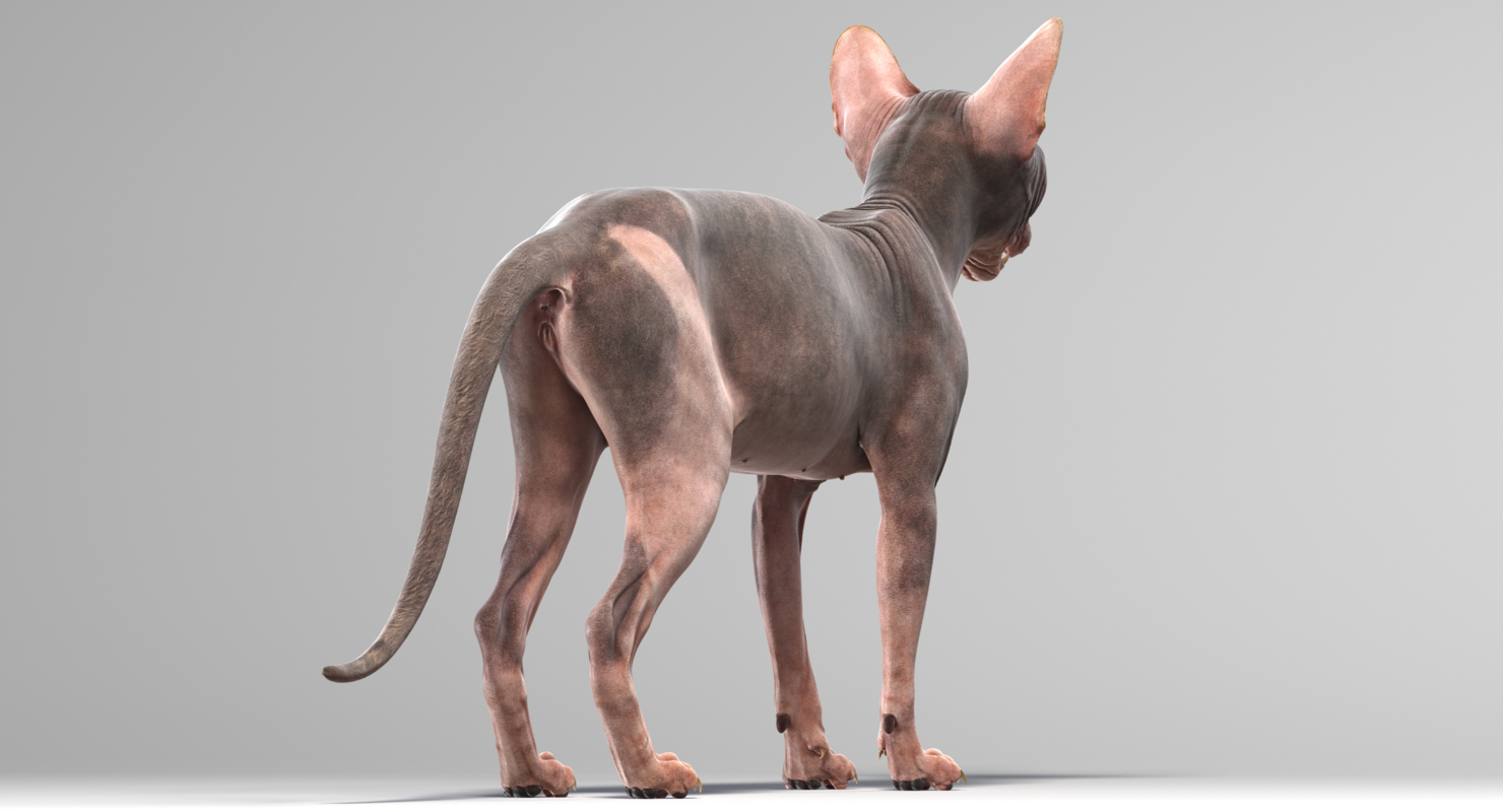 Modèle 3d De Chat Sphynx Rigged Turbosquid 1406397