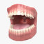 3D anatomy dental