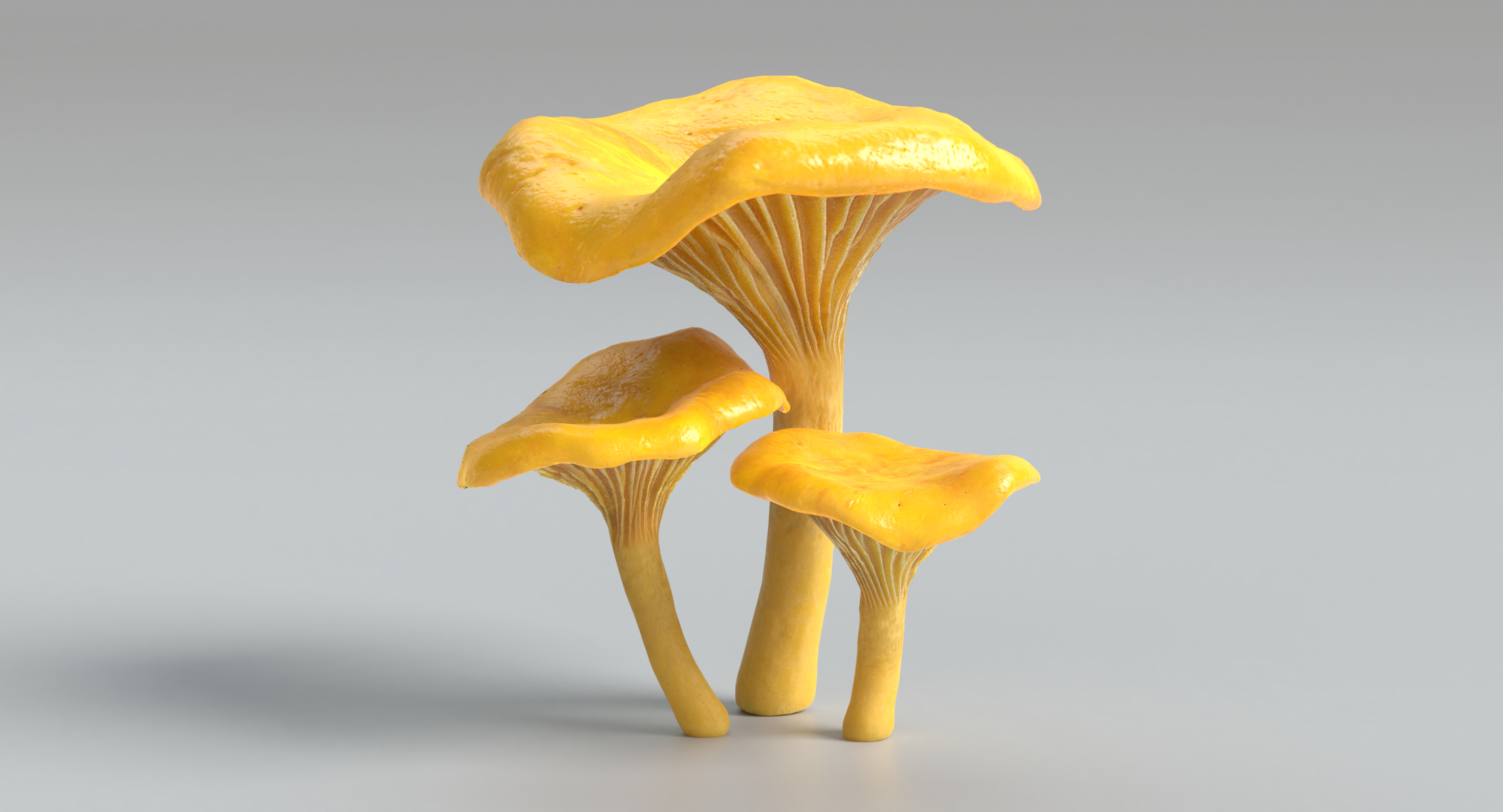3D mushroom amanita chanterelle morel TurboSquid 1407170