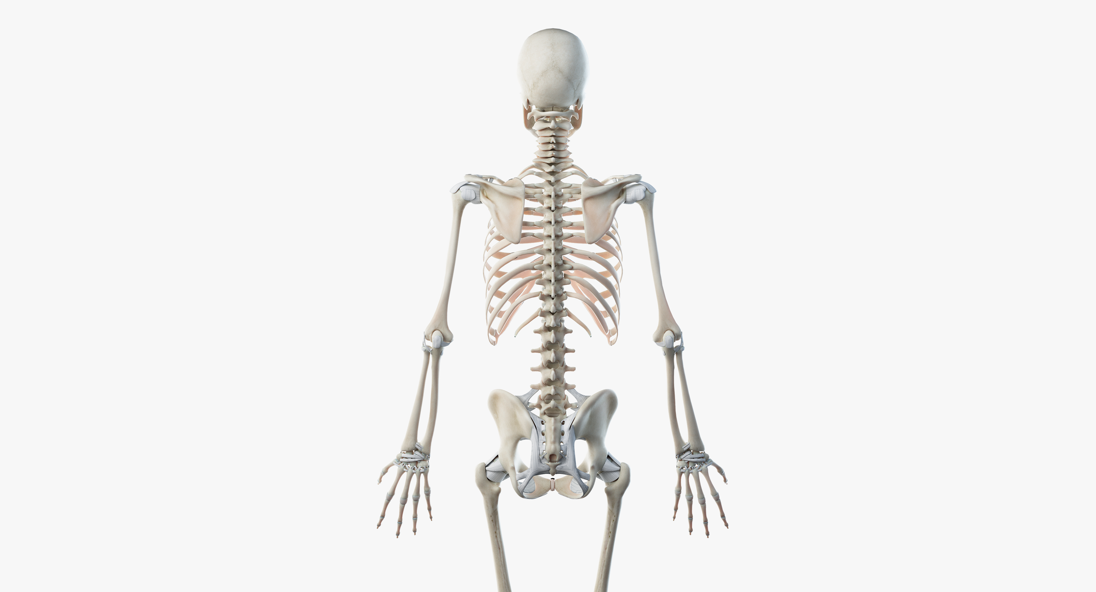 Male skin skeleton rigged 3D model TurboSquid 1390112
