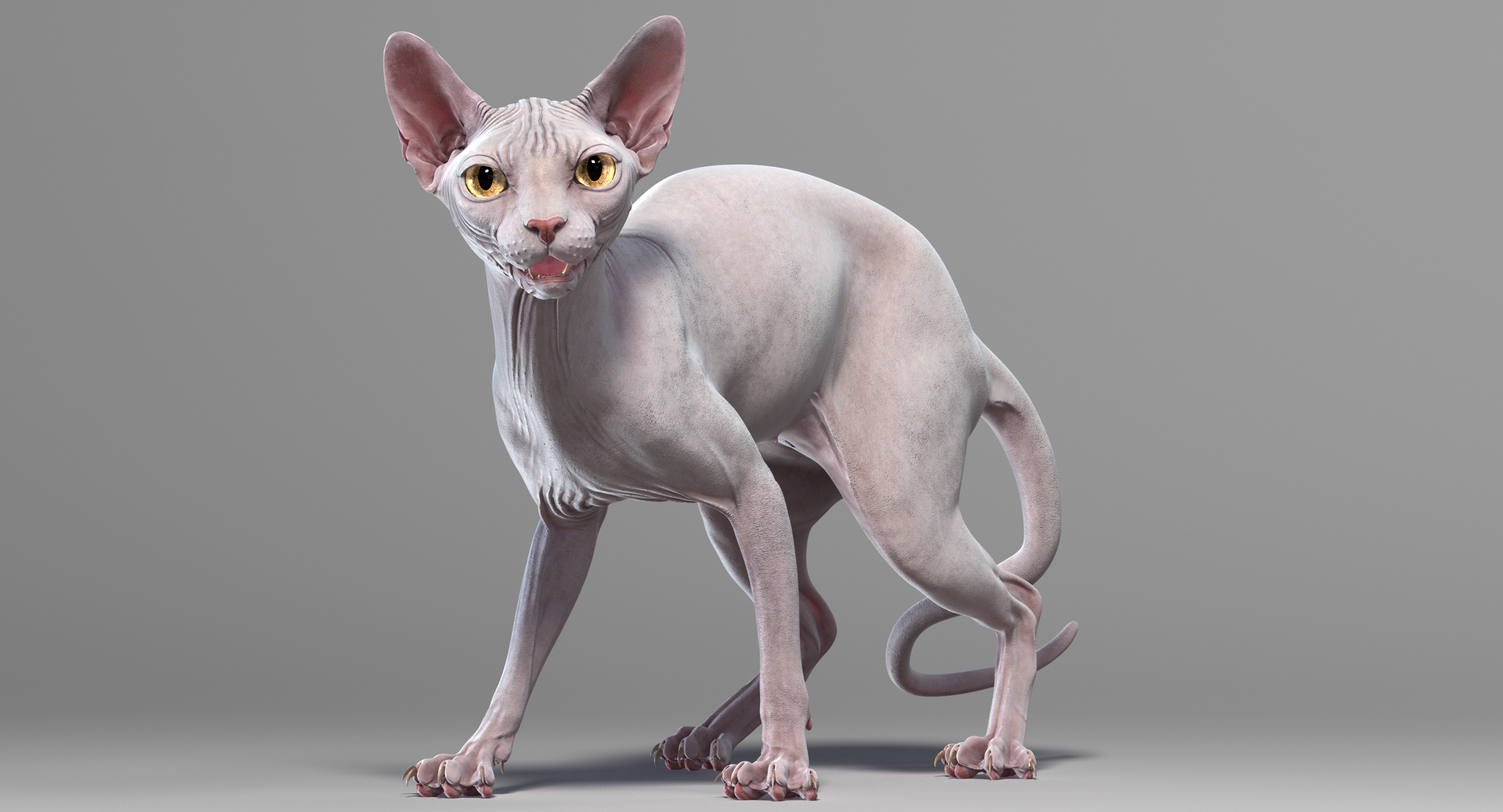 Sphynx Cat Breed Facts and Profile - Cat Bounty