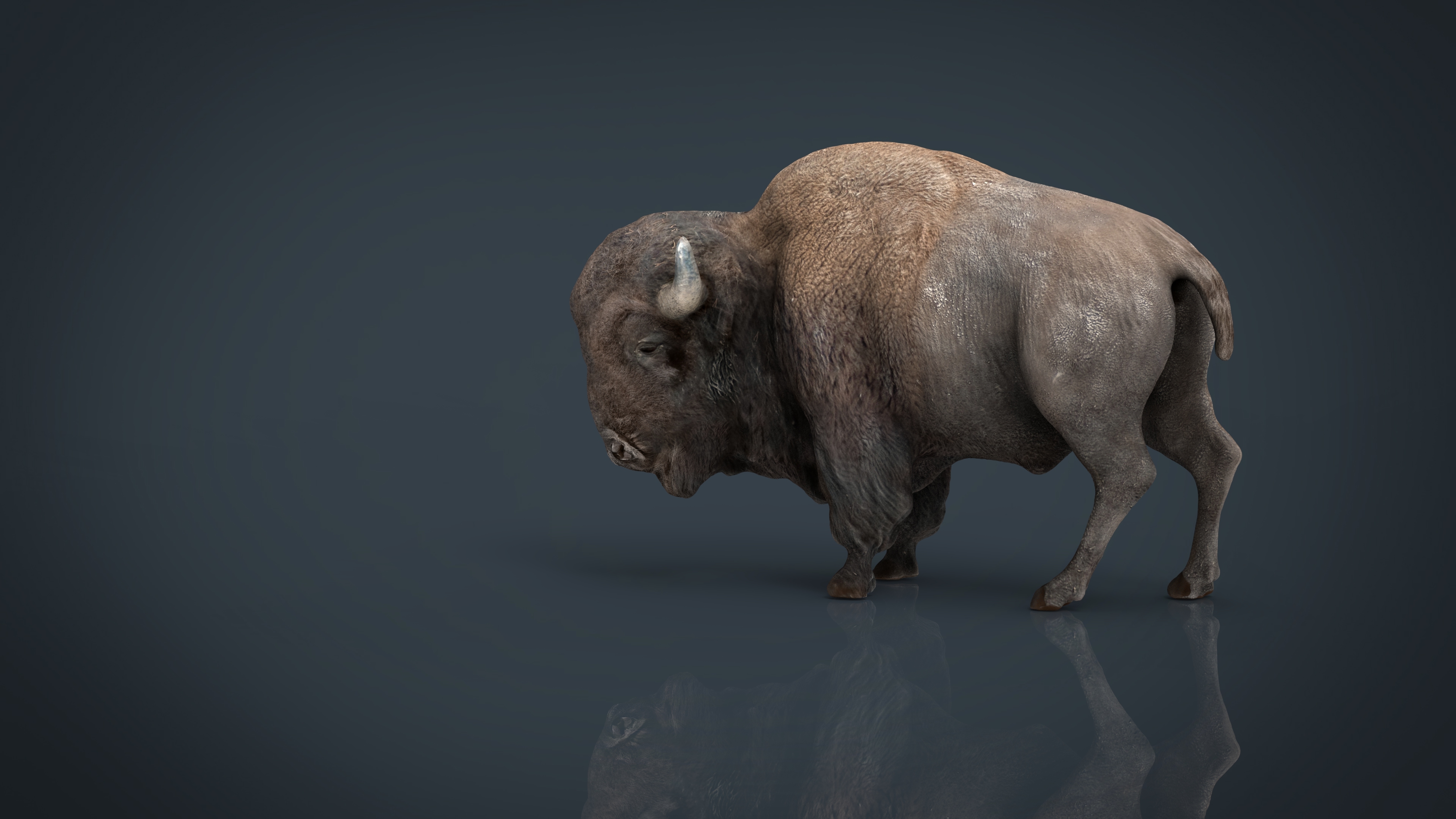 american bison 3d model