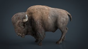 american bison 3D model