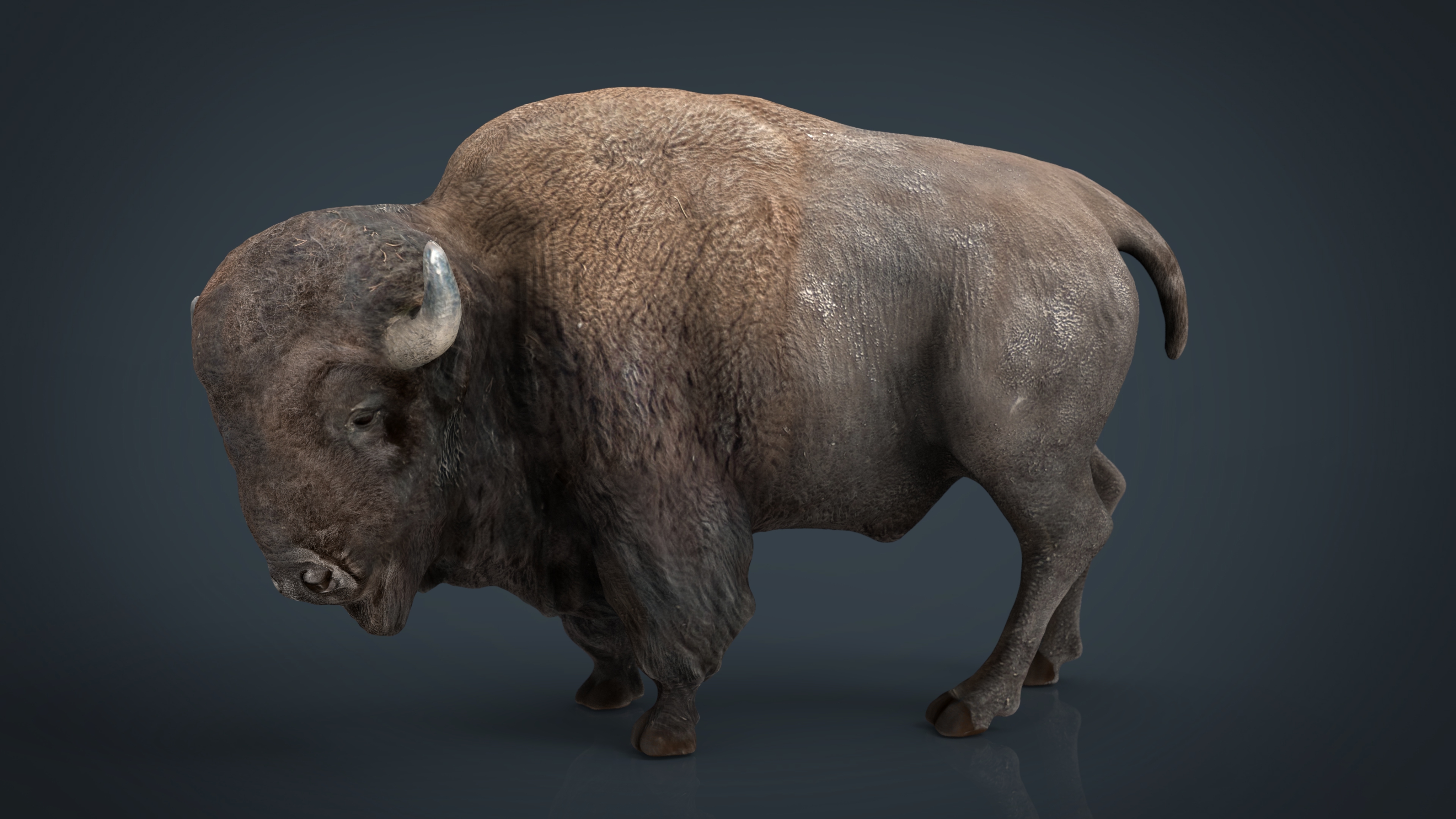 bison701图片
