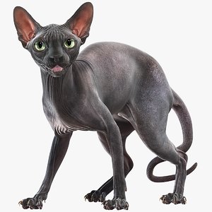 sphynx cat rigged animations 3D model