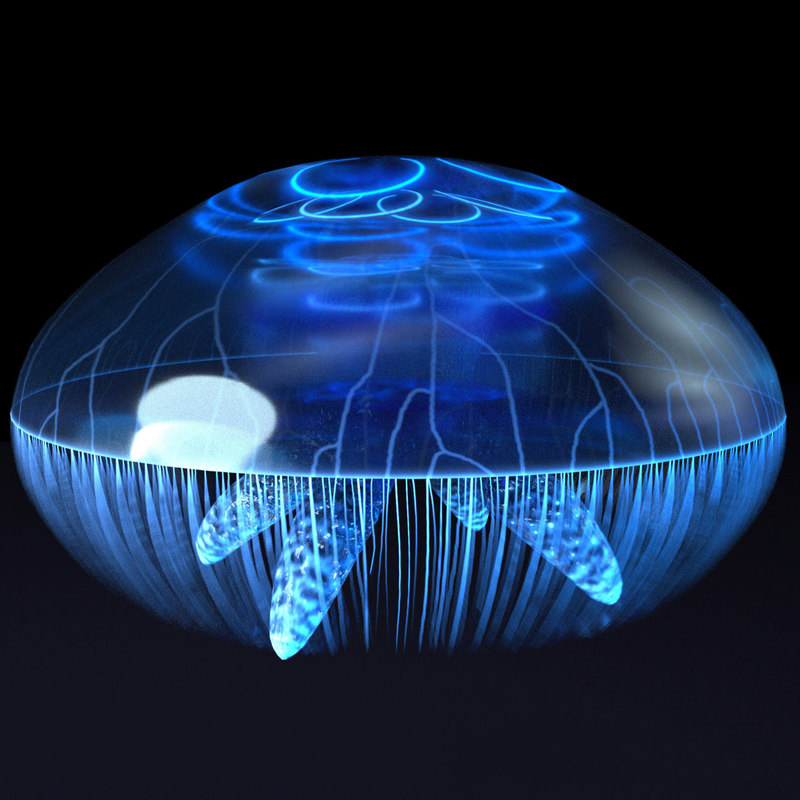 3D model jellyfish animation TurboSquid 1405239